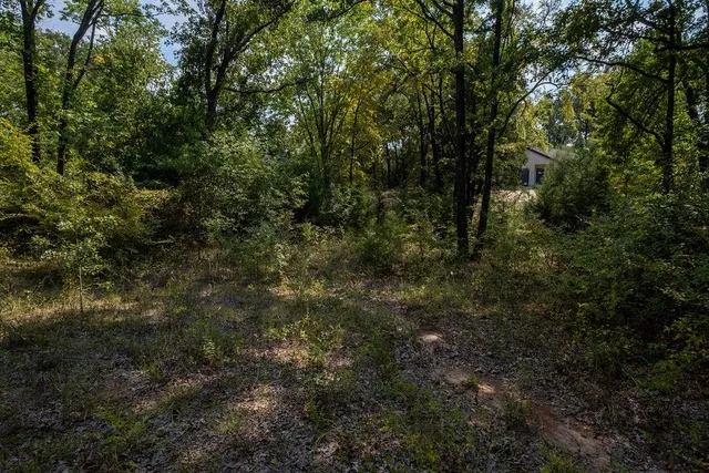 a view of a forest with lots of trees