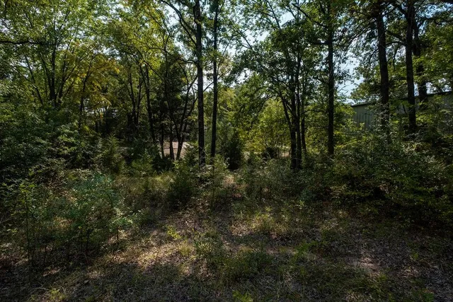 a view of a forest with trees in the background