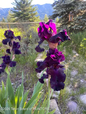 $899,000 | 60 Buckrail Lane, Alpine, WY 83128