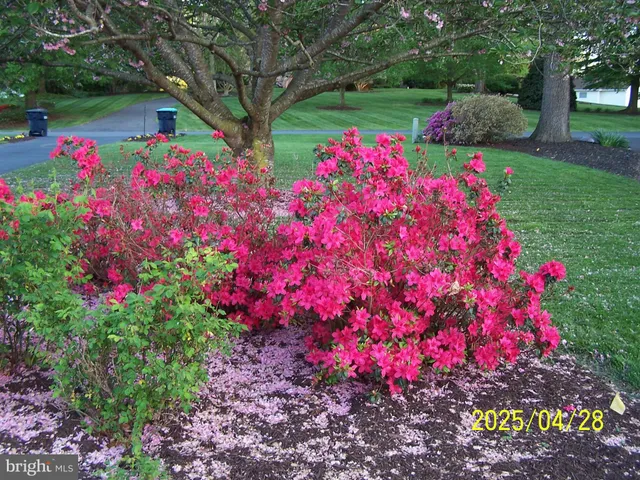 a close up of a tree in a garden