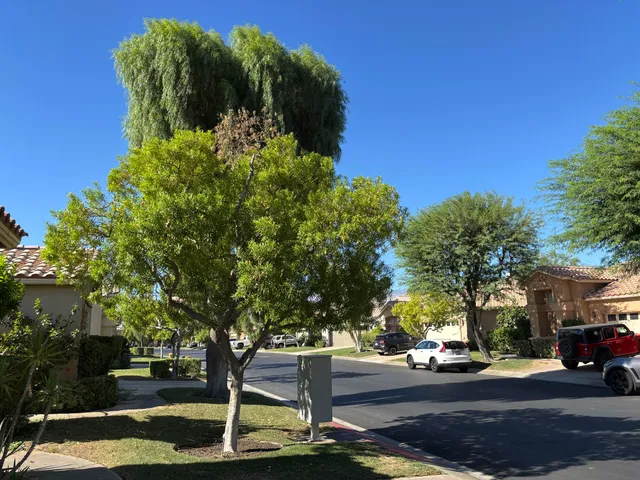 a picture of a tree in the street next to a yard