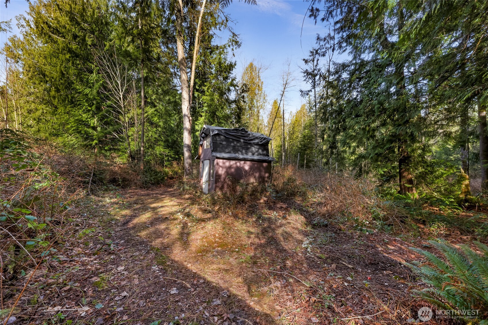 a view of a yard with plants and trees