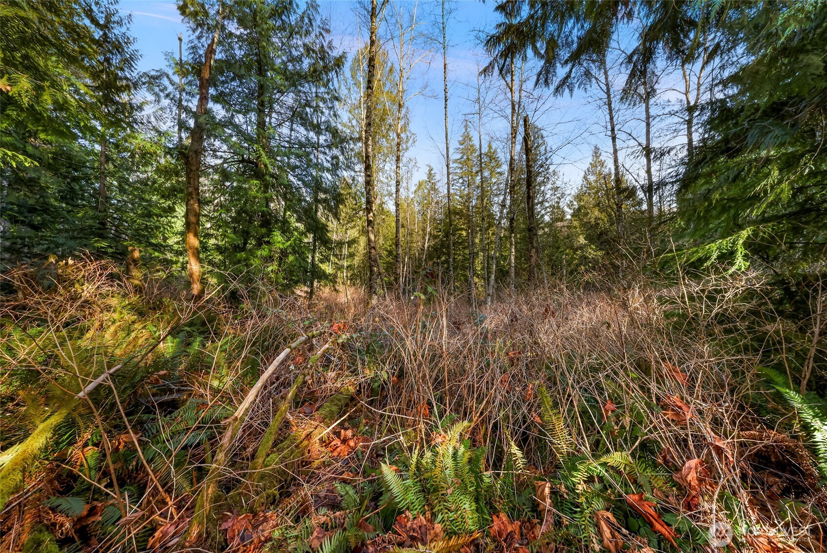 6655 North Fruitdale Road Sedro-Woolley, WA 98284 - Photo 2 of 11 a view of a yard with a tree