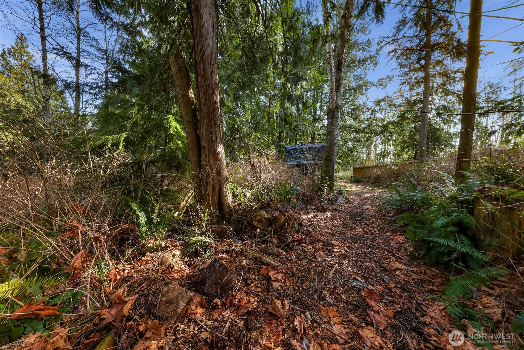 6655 North Fruitdale Road Sedro-Woolley, WA 98284 - Photo 3 of 11 a view of a forest with lots of trees