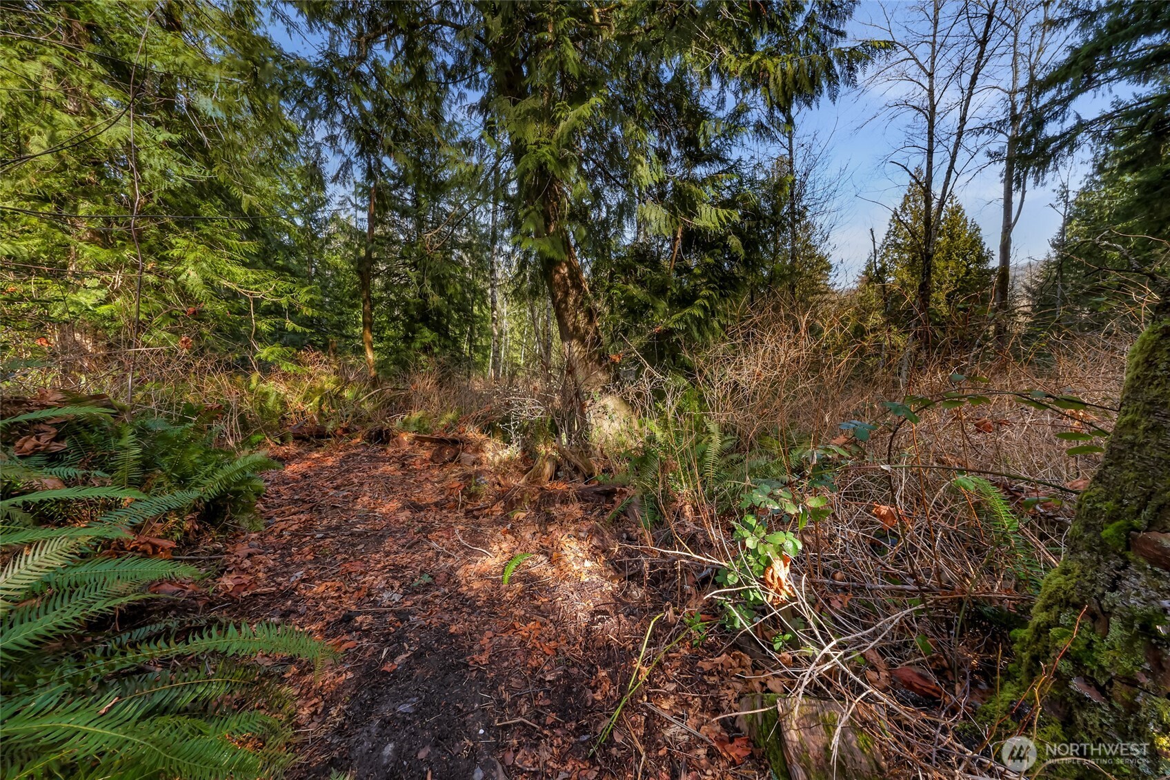6655 North Fruitdale Road Sedro-Woolley, WA 98284 - Photo 4 of 11 a view of a forest