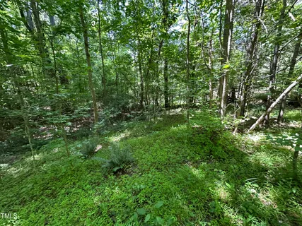 a view of a lush green forest