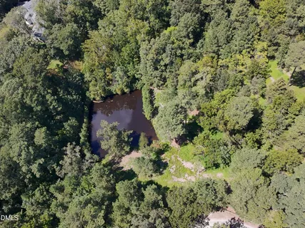 a view of a forest with a tree