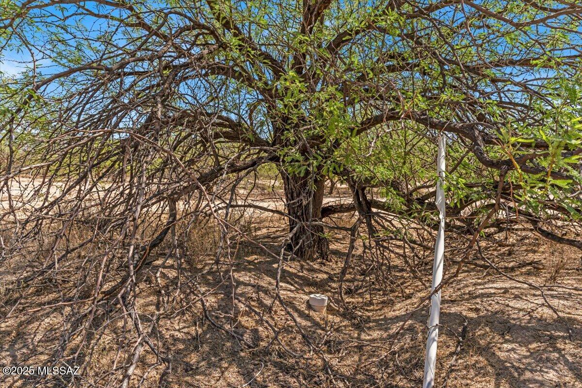 16180 Redington Road Benson, AZ 85602 - Photo 12 of 17 a picture of a tree