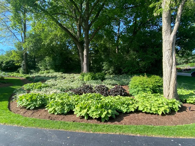 a view of a garden with plants