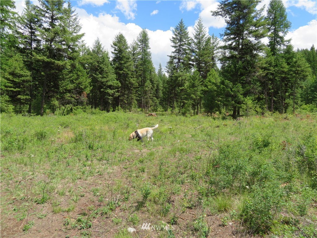 95 Douglas Road Curlew, WA 99118 - Photo 12 of 14 Gallery Image 12
