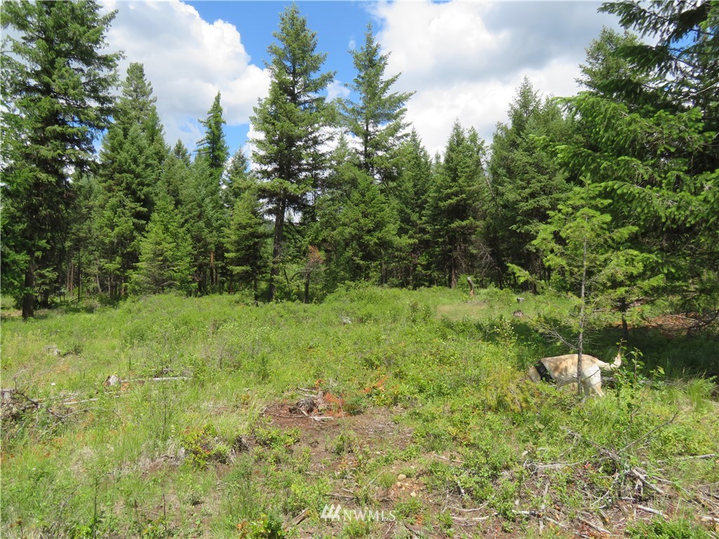 95 Douglas Road Curlew, WA 99118 - Photo 4 of 14 Gallery Image 4