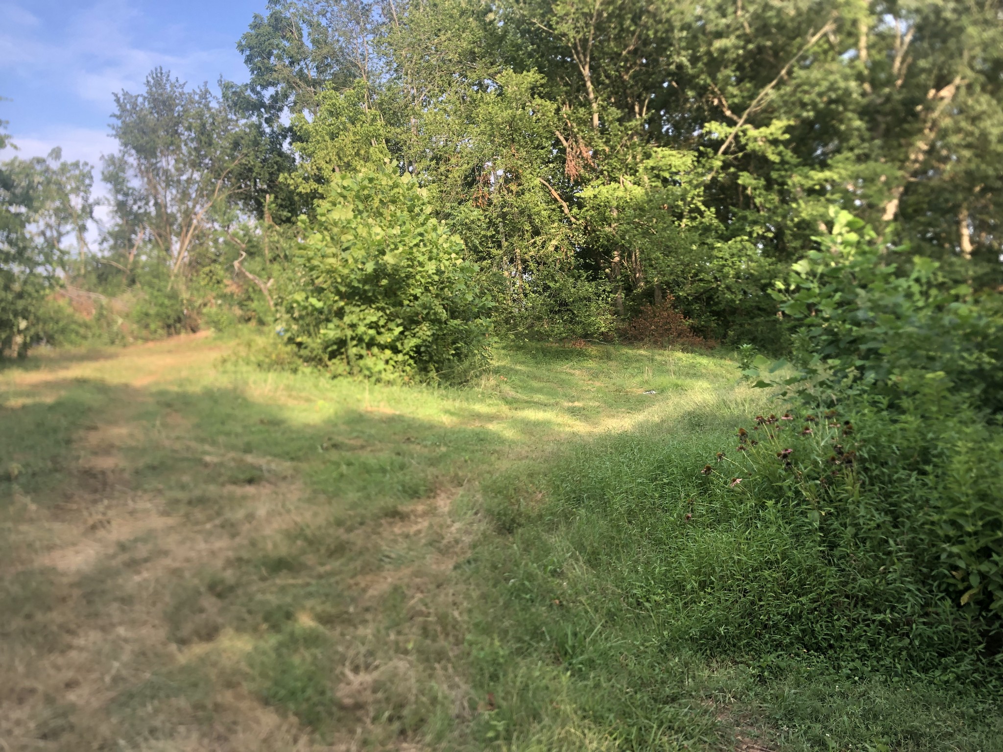 793 Spring Circle Springfield, TN 37172 - Photo 3 of 6 a view of a yard with a tree