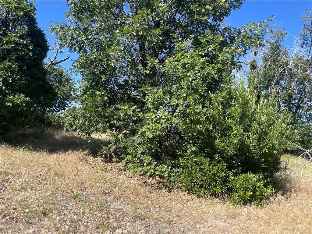 363 Raccoon Road Berry Creek, CA 95916 - Photo 21 of 27 a view of a yard with plants and a tree