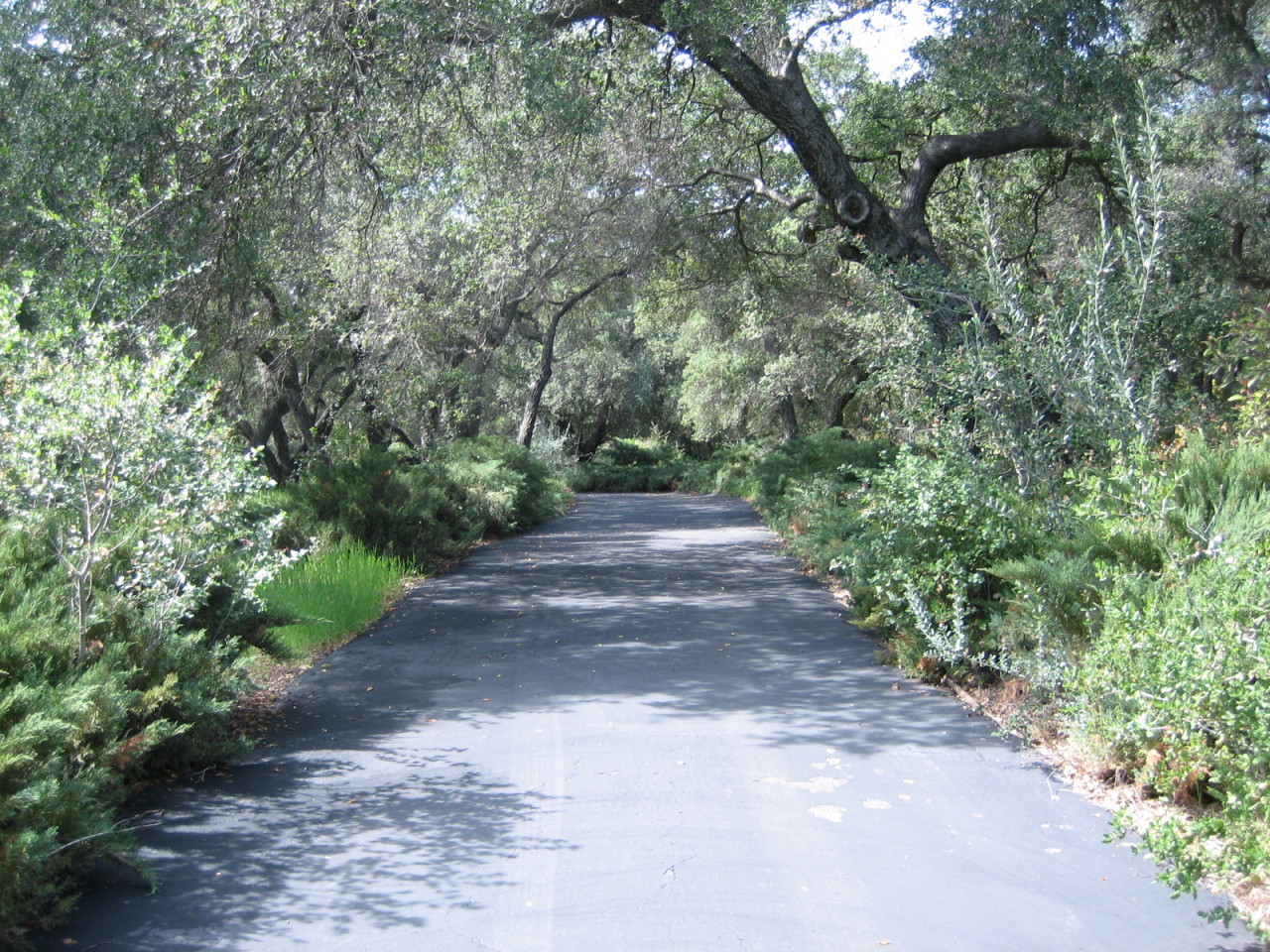 1117 Foothill Road Ojai, CA 93023 - Photo 2 of 15 a view of a yard with plants and trees