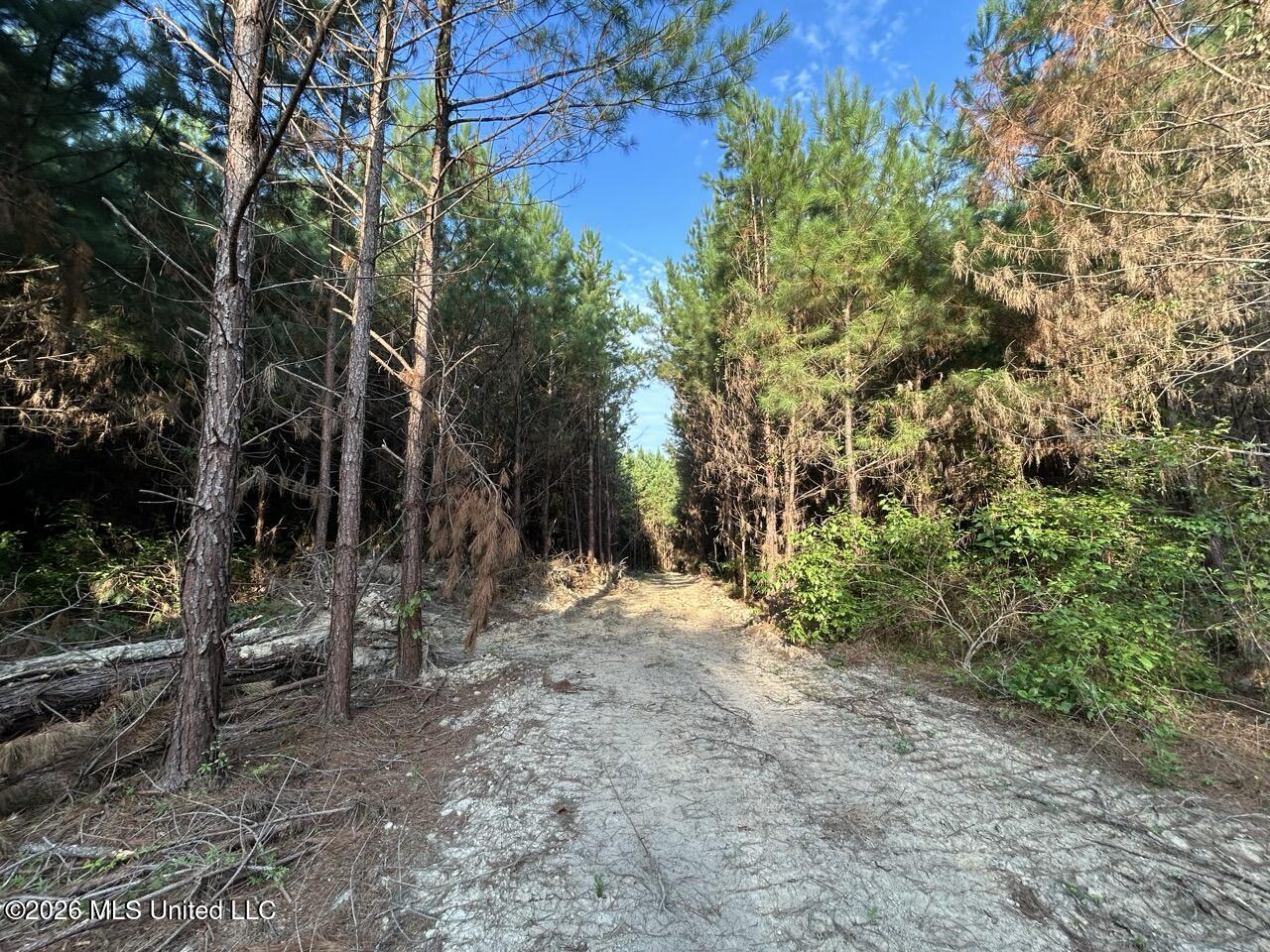 5 Old Oldenburg Road Meadville, MS 39653 - Photo 20 of 39 IMG_5556 Large
