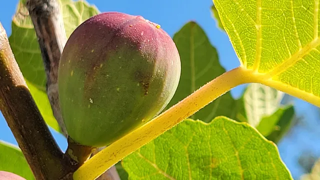 $115,000 | 14485 Small Farms Drive, Igo, CA 96047