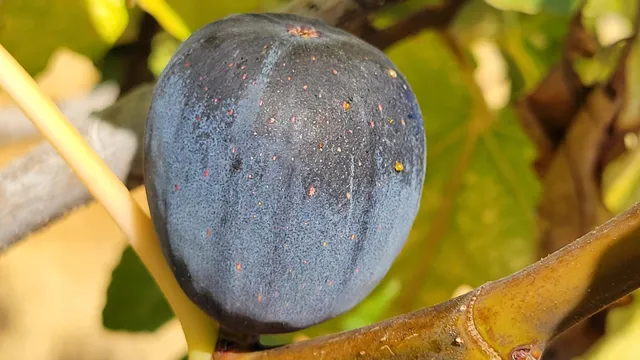 $115,000 | 14485 Small Farms Drive, Igo, CA 96047