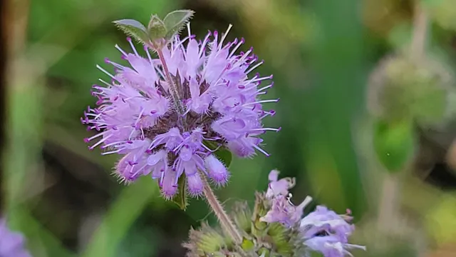 $115,000 | 14485 Small Farms Drive, Igo, CA 96047