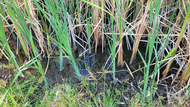 $115,000 | 14485 Small Farms Drive, Igo, CA 96047