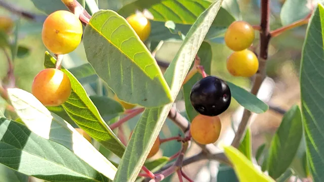 $115,000 | 14485 Small Farms Drive, Igo, CA 96047