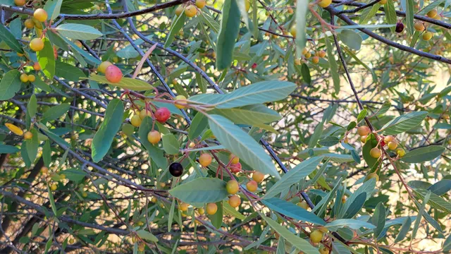 $115,000 | 14485 Small Farms Drive, Igo, CA 96047