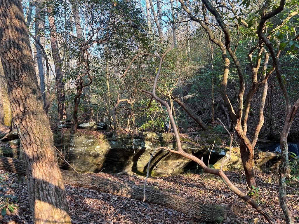 1632 Sperin Road Ball Ground, GA 30107 - Photo 8 of 8 a view of a yard with plants and large trees