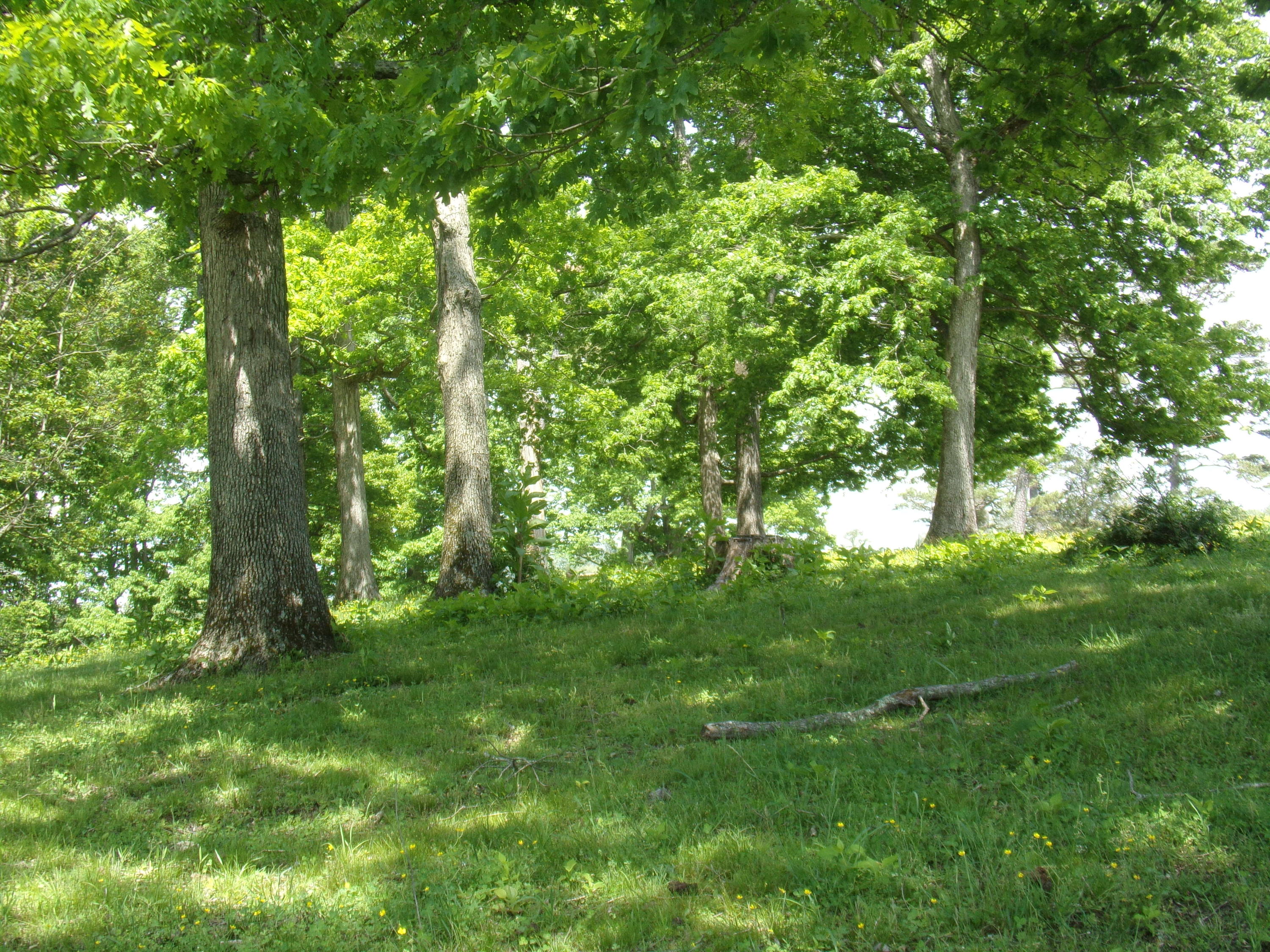 Camp Ridge Road La Follette, TN 37766 - Photo 12 of 37 100_0243