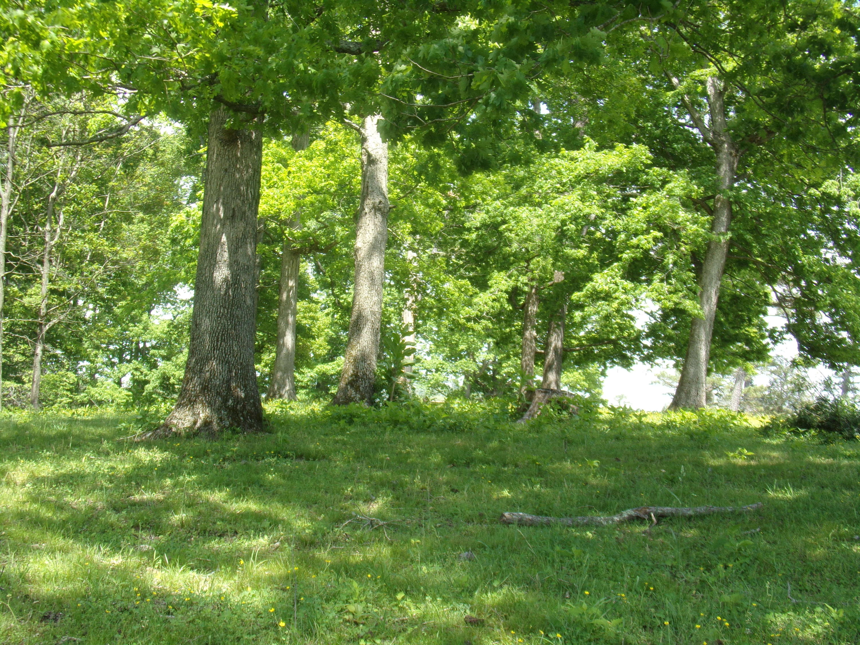 Camp Ridge Road La Follette, TN 37766 - Photo 13 of 37 100_0244