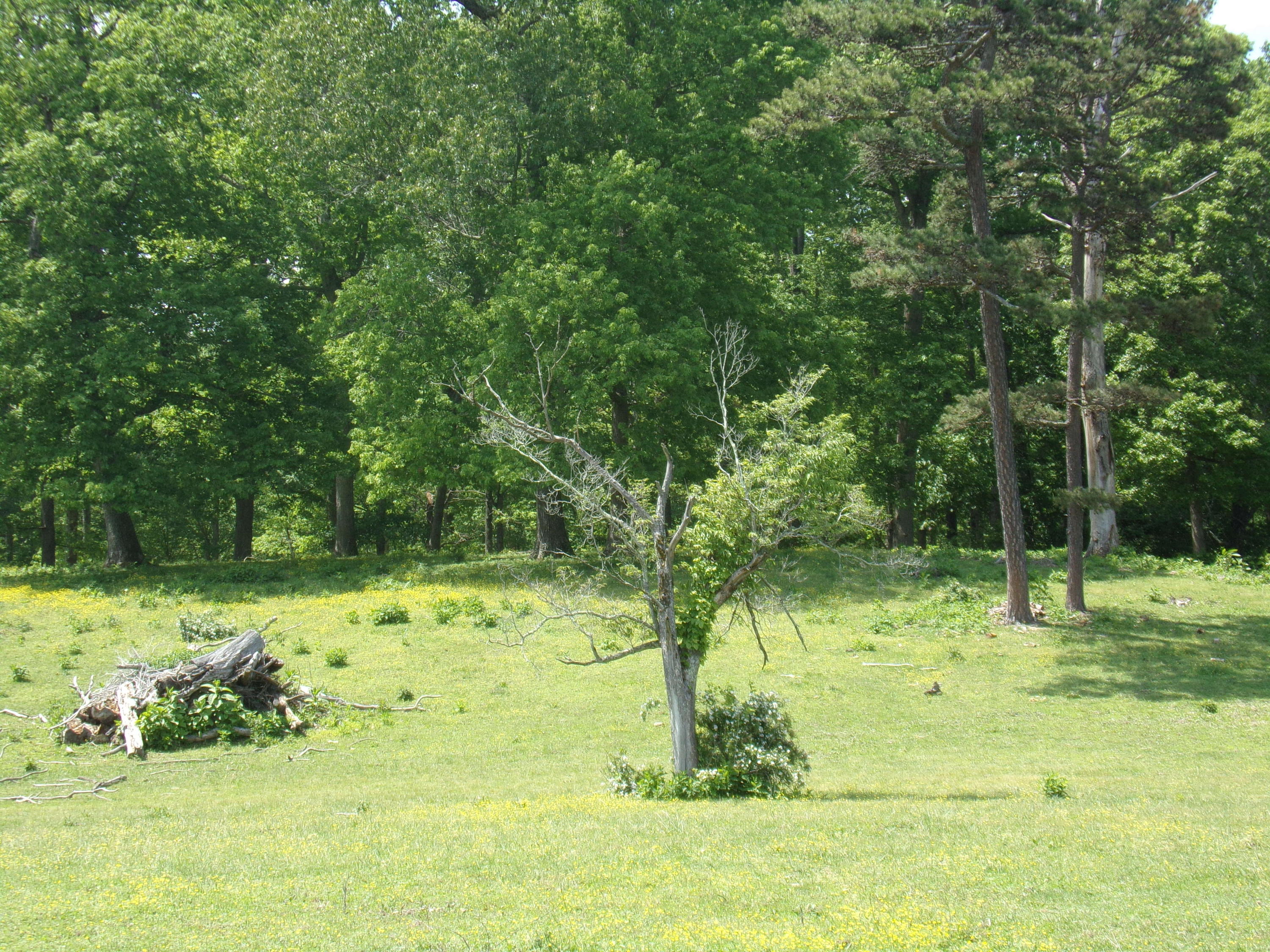 Camp Ridge Road La Follette, TN 37766 - Photo 28 of 37 100_0260