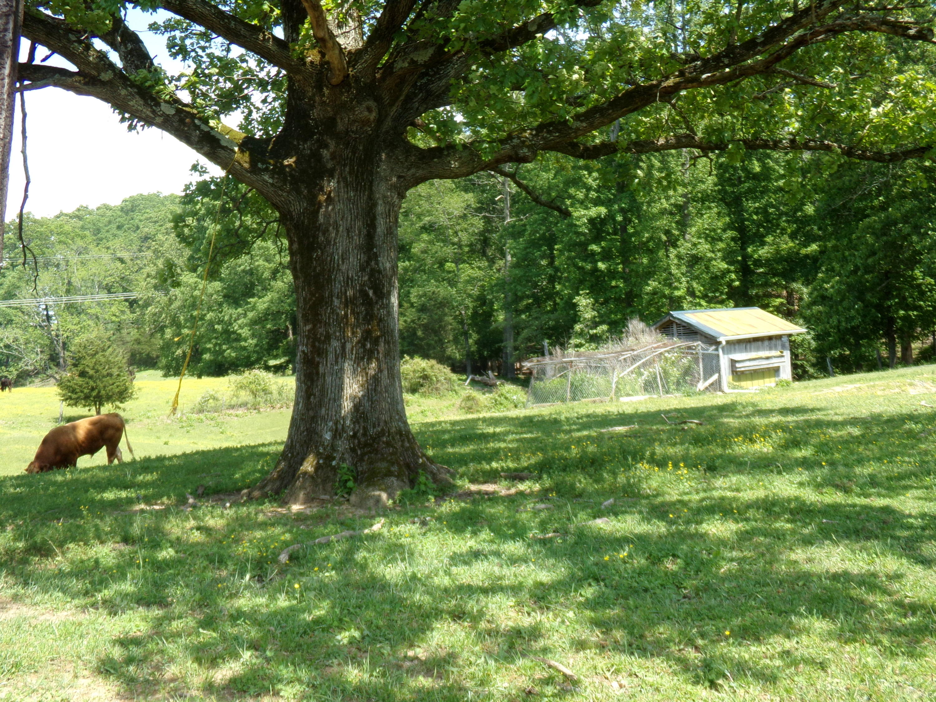 Camp Ridge Road La Follette, TN 37766 - Photo 34 of 37 100_0266