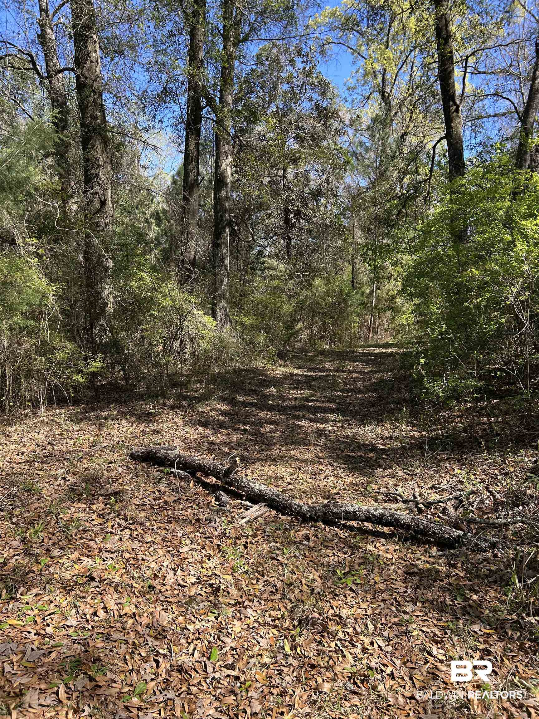 0 Fleming Lane Brewton, AL 36426 - Photo 14 of 18 View of tree filled area