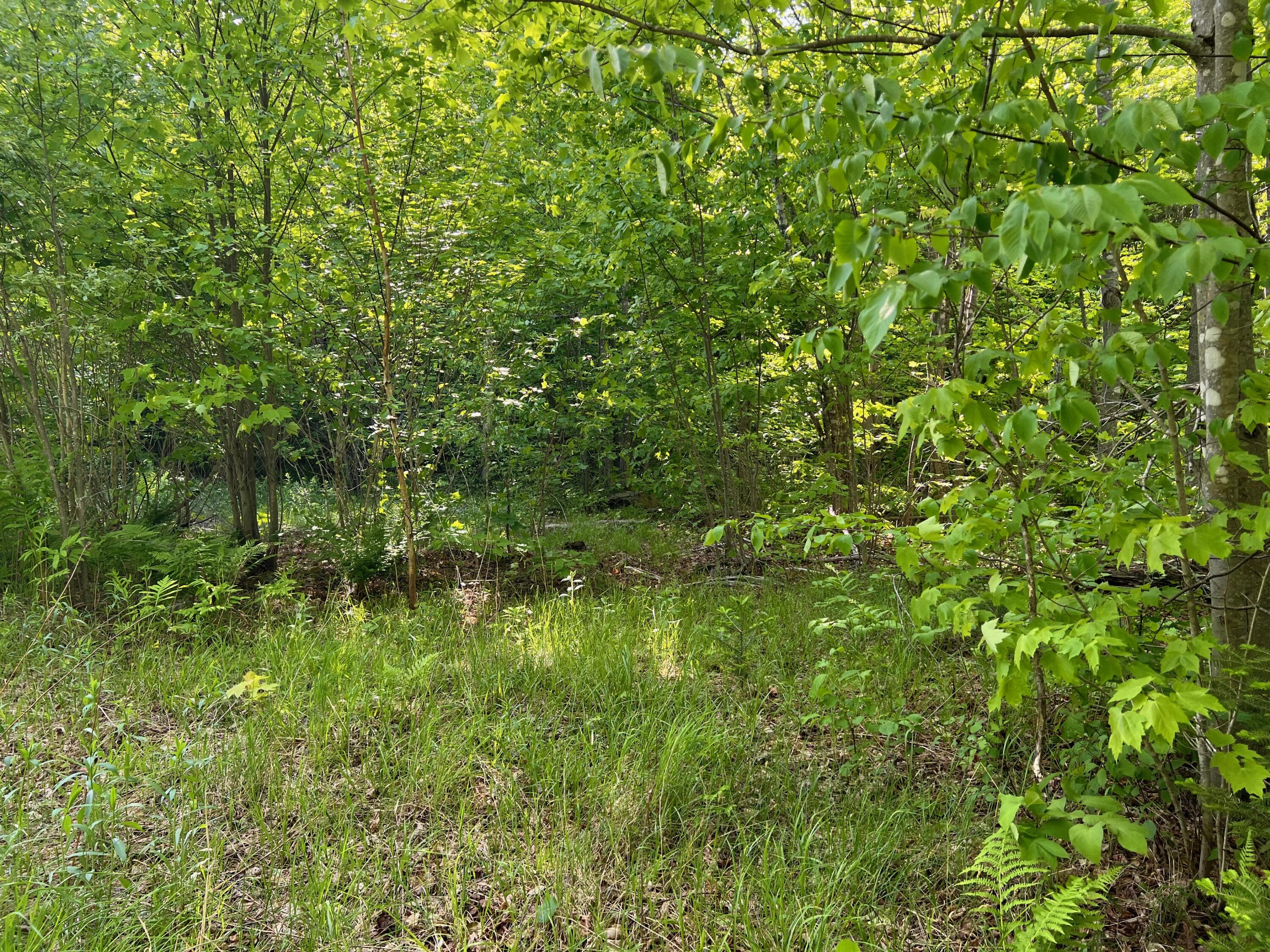 60 Hutchinson Road Linneus, ME 04730 - Photo 11 of 20 IMG_4277
