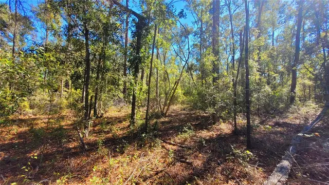 a view of a yard with plants and trees