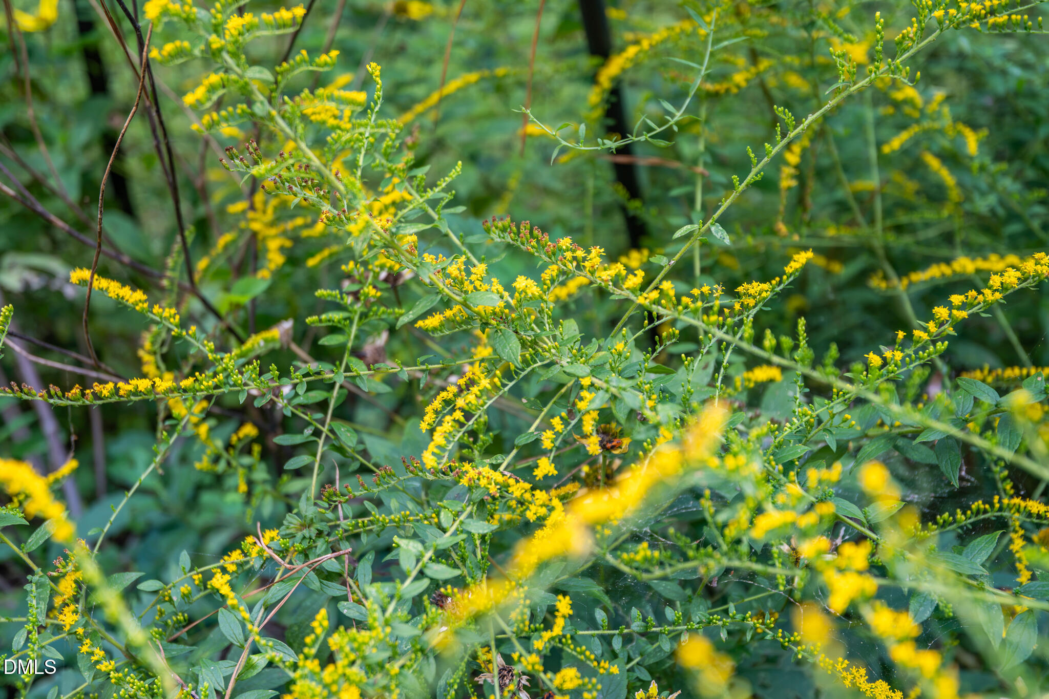 126 Bynum Road Pittsboro, NC 27312 - Photo 63 of 74 DSC_3600