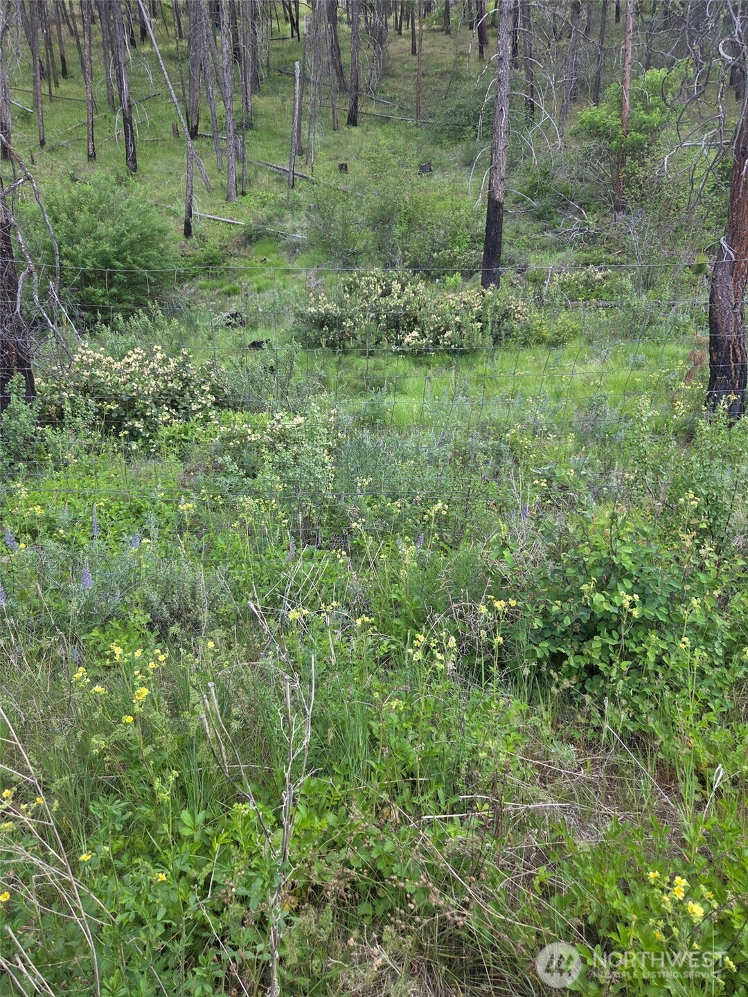 -xxx Gold Creek Loop Road Carlton, WA 98814 - Photo 4 of 14 a view of a lush green forest