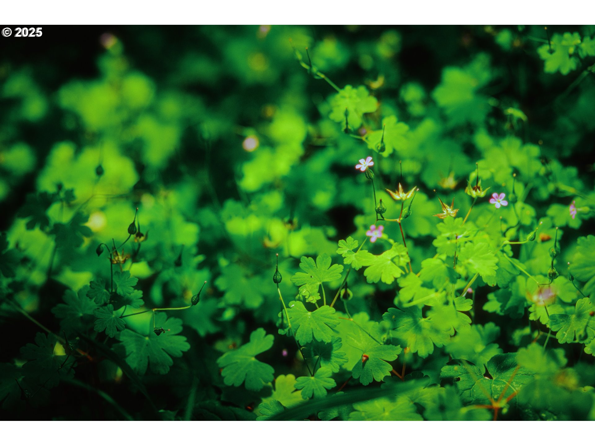 3691 Ridgewood Way West Linn, OR 97068 - Photo 1 of 34 a view of a yard