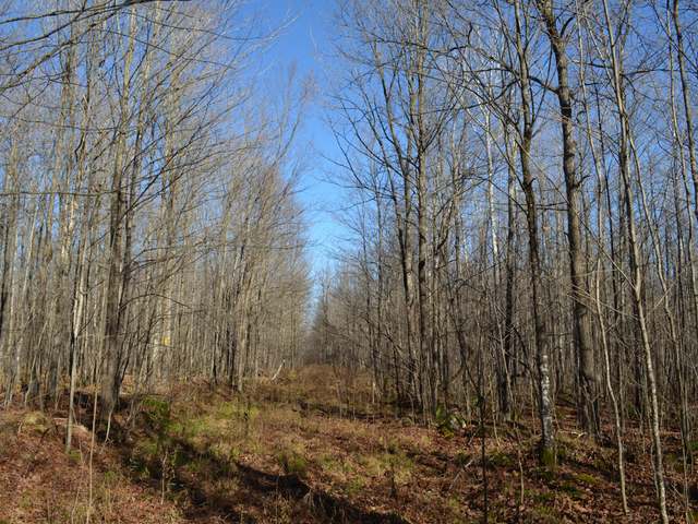 Four Mile Road Tomahawk, WI 54487 - Photo 1 of 20 Gallery Image 1