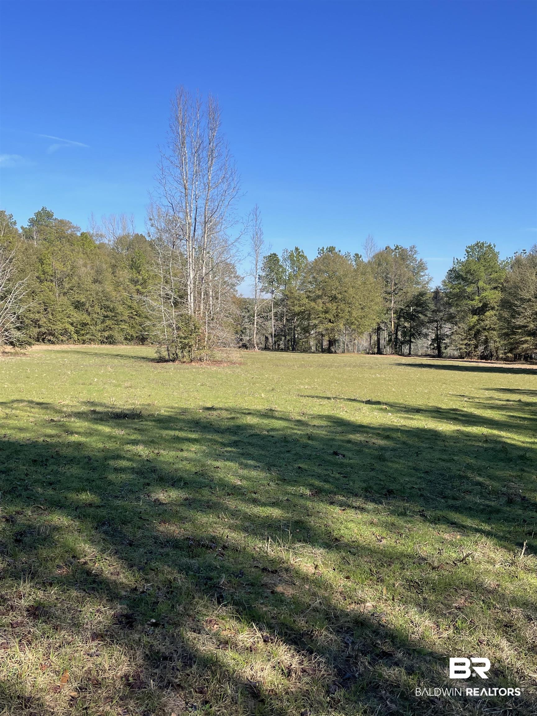 529 Sand Bottom Road Peterman, AL 36471 - Photo 4 of 5 View of yard