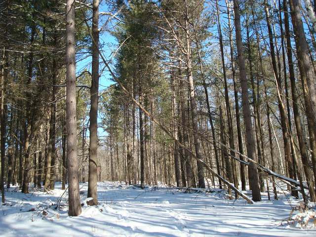 4 Heron Road Lake Tomahawk, WI 54539 - Photo 3 of 4 Gallery Image 3