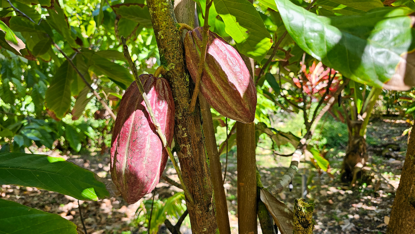 14-249 Pakaka Road Pahoa, HI 96778 - Photo 13 of 29 a view of flowers in a garden