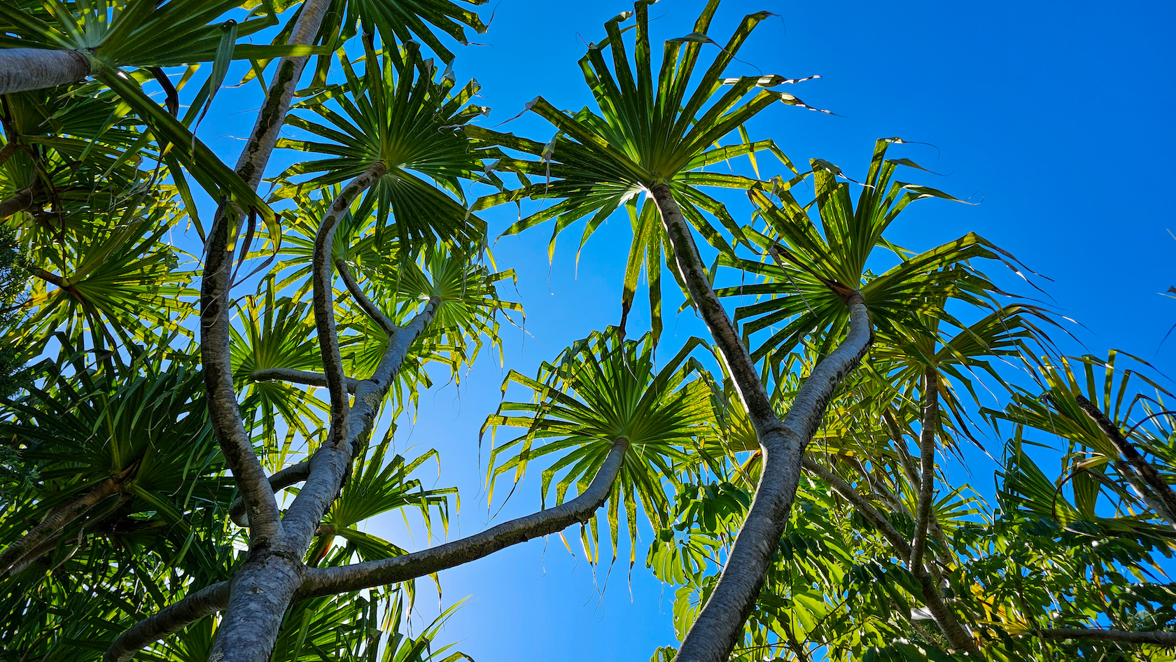 14-249 Pakaka Road Pahoa, HI 96778 - Photo 25 of 29 a close up of a plant in a garden
