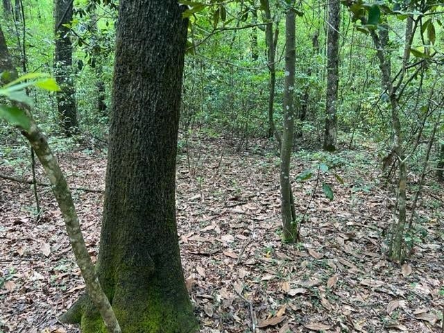 23.5-ac 23.5-ac Rosin Ridge Road Red Level, AL 36474 - Photo 18 of 37 Gallery Image 18