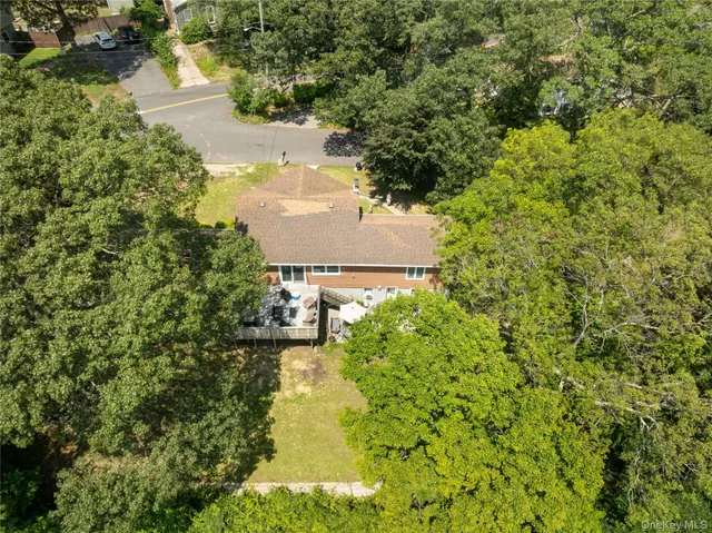 a view of a yard with plants and large trees