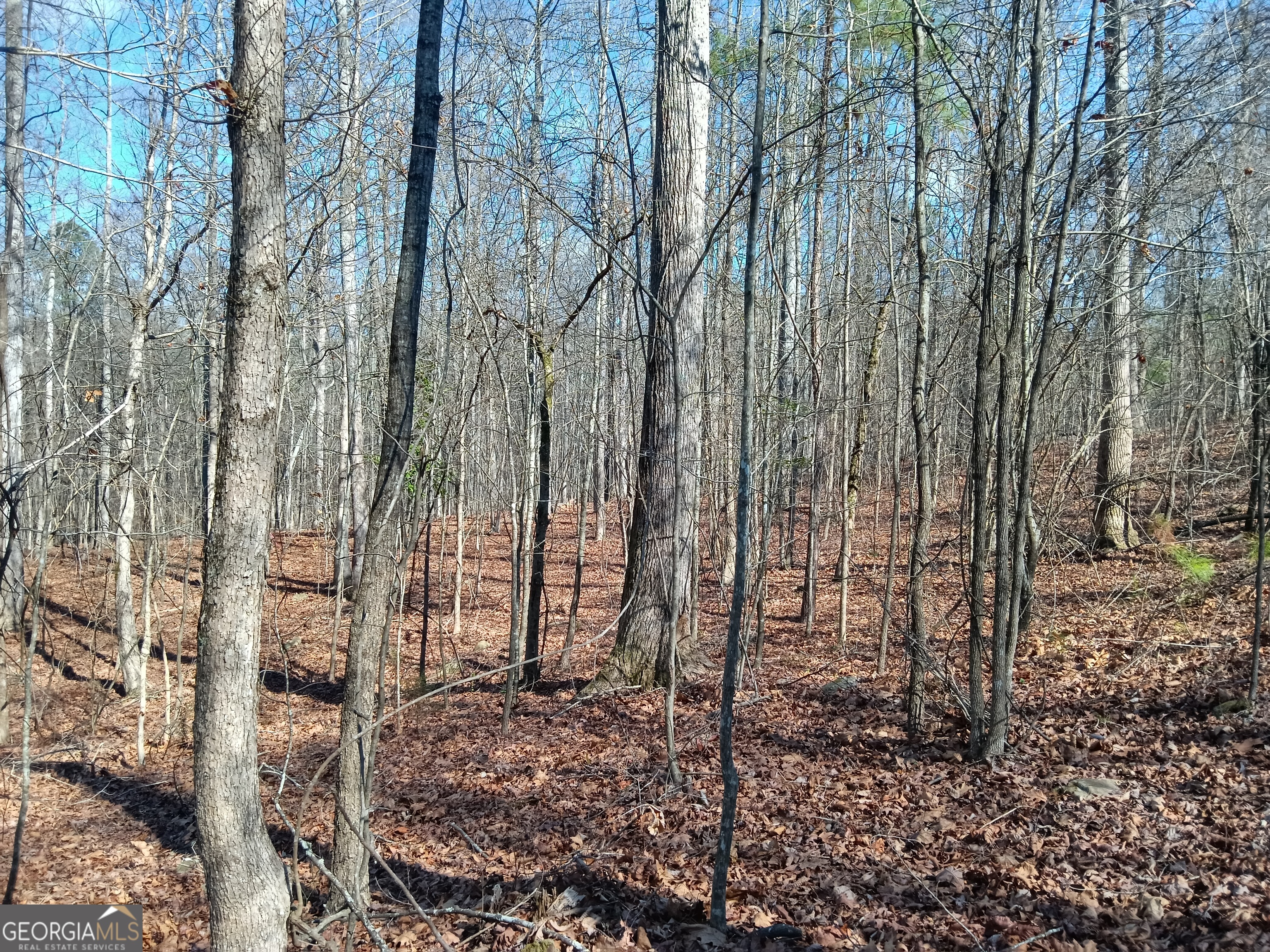 Tract 4 Rivers Road Fayetteville, GA 30214 - Photo 4 of 4 a view of a yard with large trees