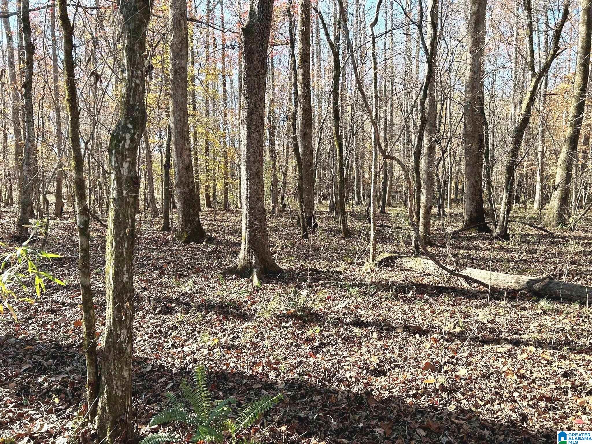 Walker Road, Unit 103 5 Lineville, AL 36266 - Photo 22 of 26