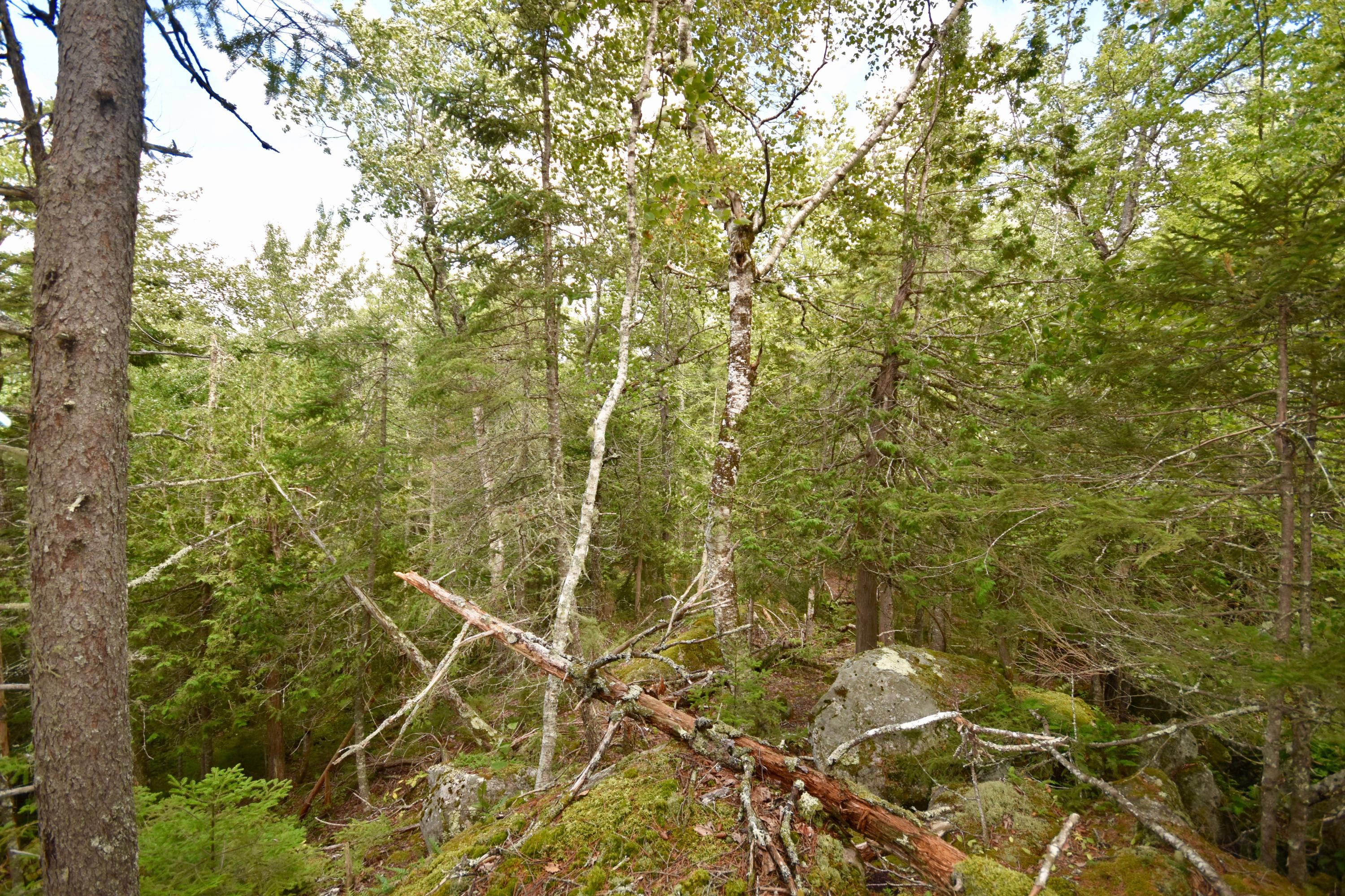 0 West Appleton Road Appleton, ME 04862 - Photo 7 of 13 DSC_0643