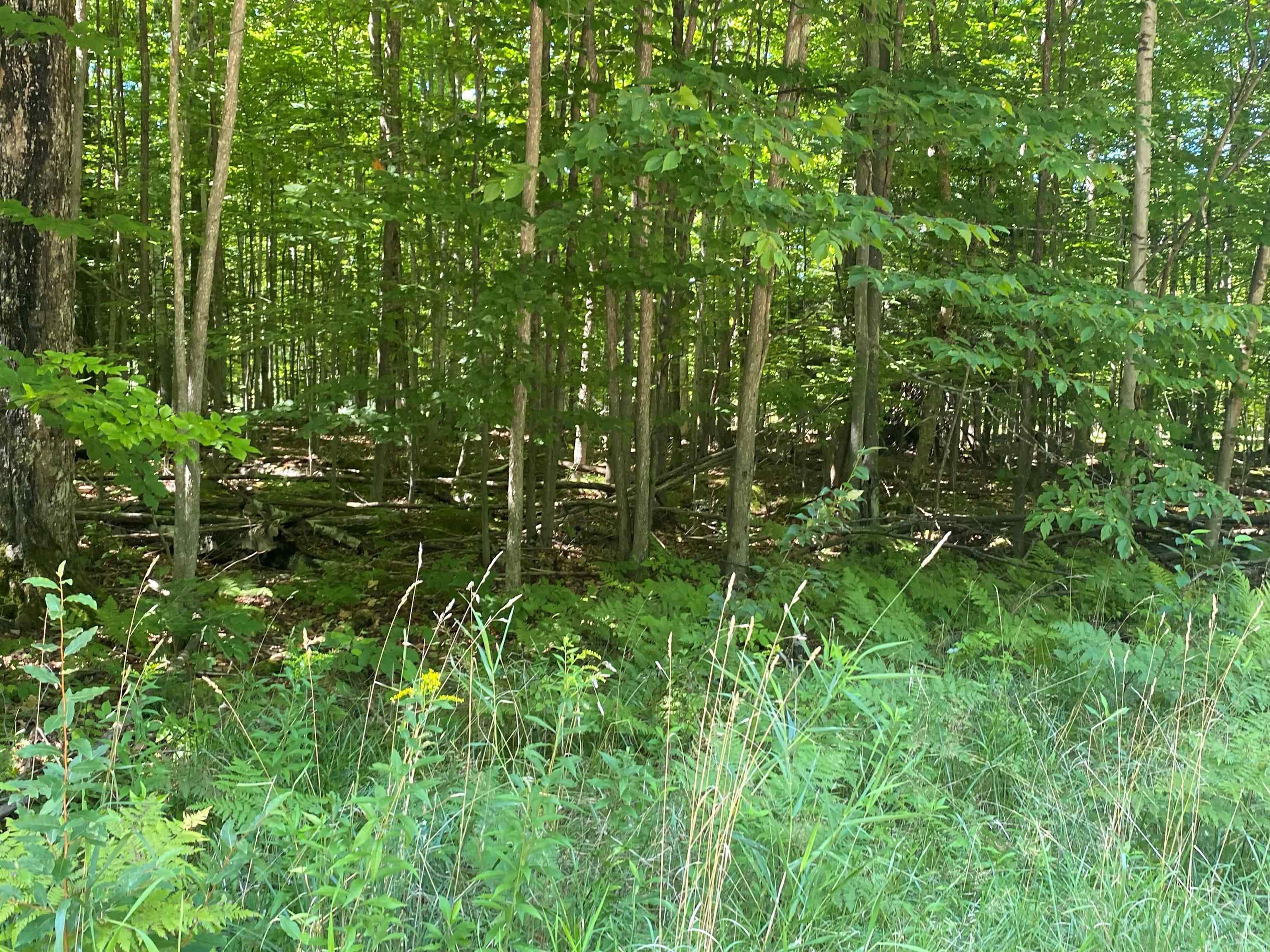 0 Hjelte Road Kewadin, MI 49648 - Photo 4 of 6