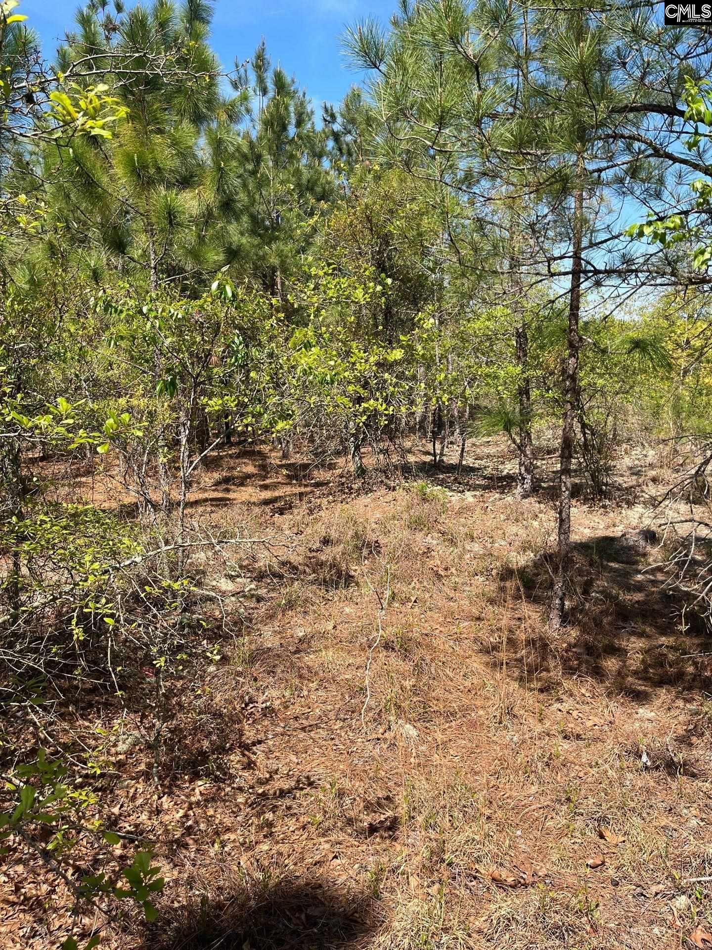3 Beaver Dam Road Cassatt, SC 29032 - Photo 8 of 11