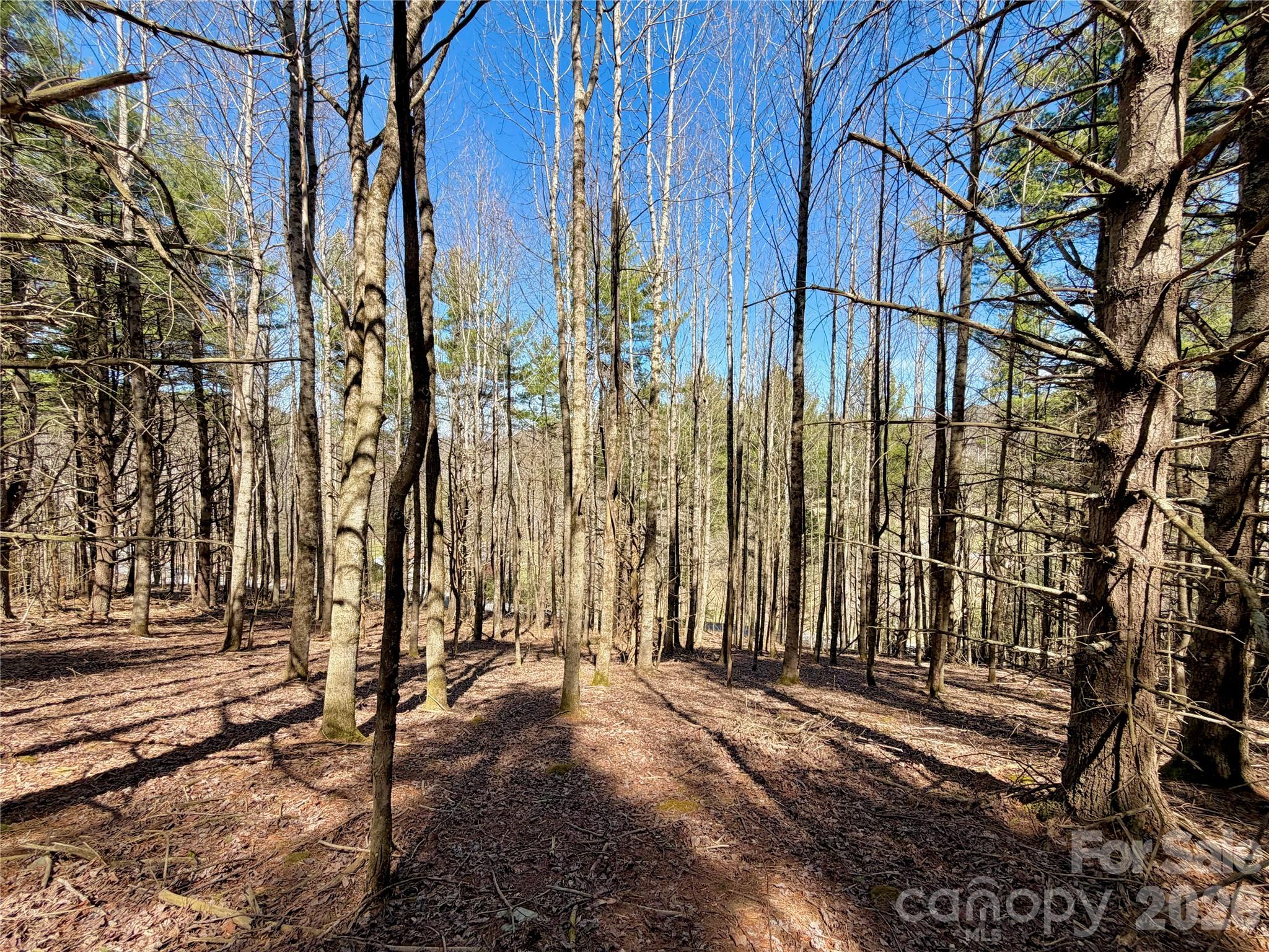 Tbd George Hayes Road, Unit TRACT B Boone, NC 28607 - Photo 15 of 22