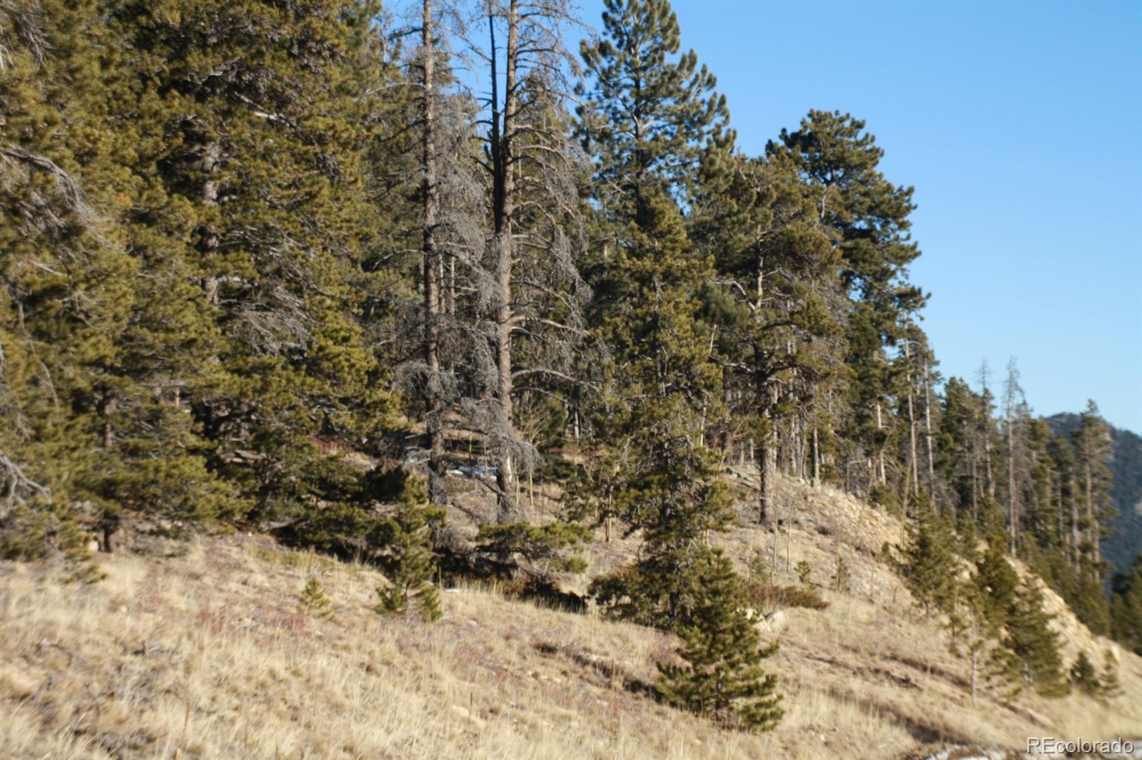 0 Caesar Road Black Hawk, CO 80422 - Photo 5 of 7 a view of a yard with trees